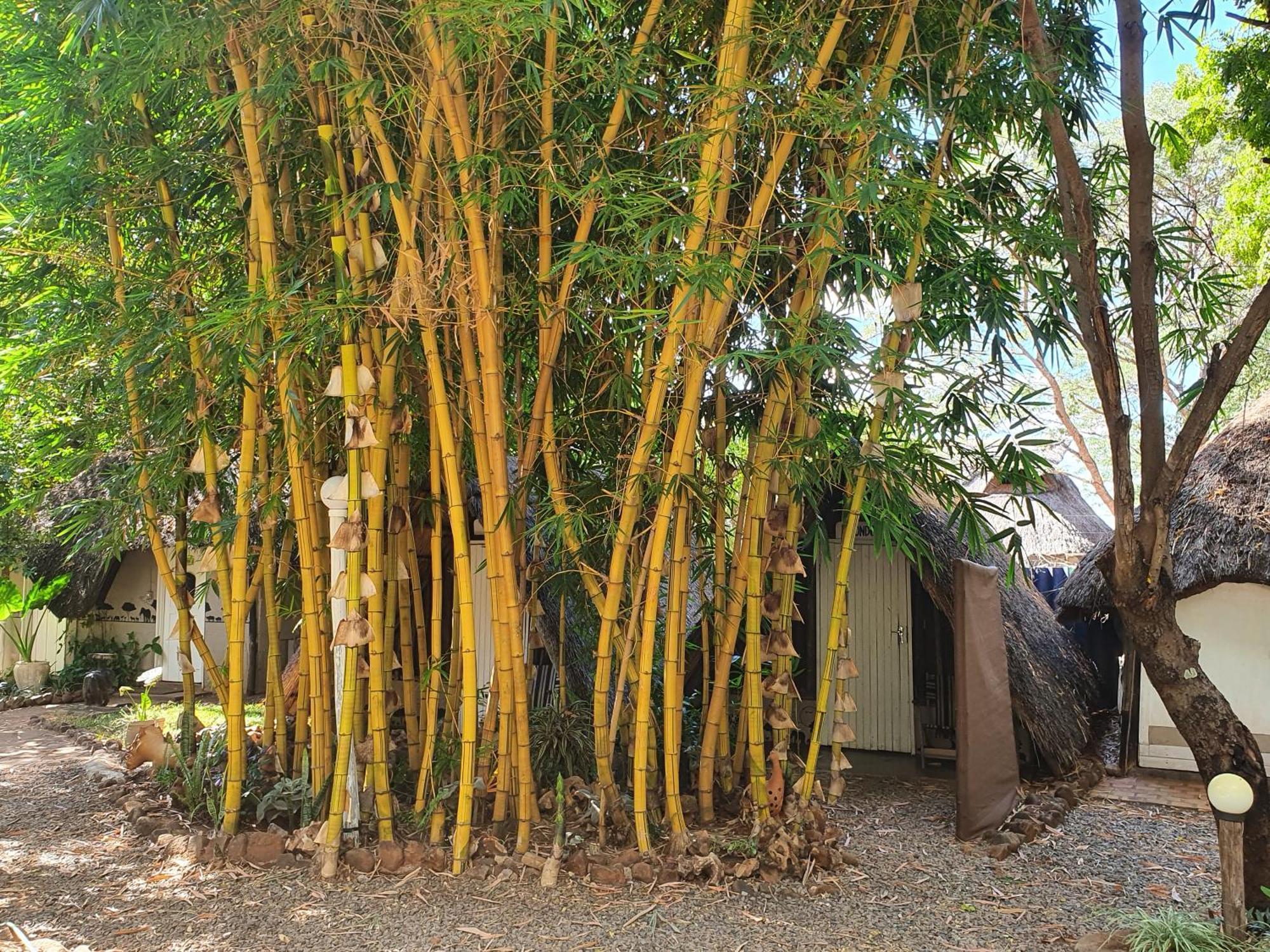 Victoria Falls Backpackers Lodge Bagian luar foto